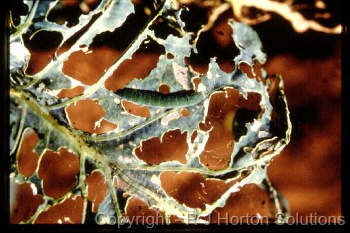 cabbage moth larva 